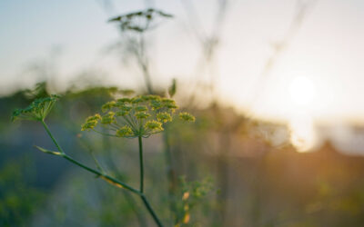 Empoderamiento femenino en el mundo empresarial